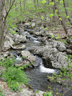 Hollow Brook runs through the Teetertown Ravine, a few minute's hike down from the campsites