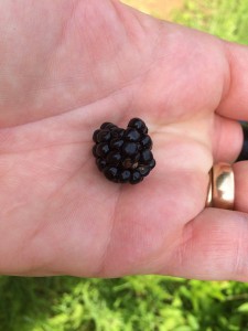 One of the first blackberries of the season on Sourlands Mountain... 