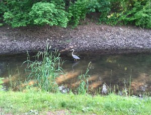 Great blue herons are a ubiquitous site along both canals. This one was in PA.