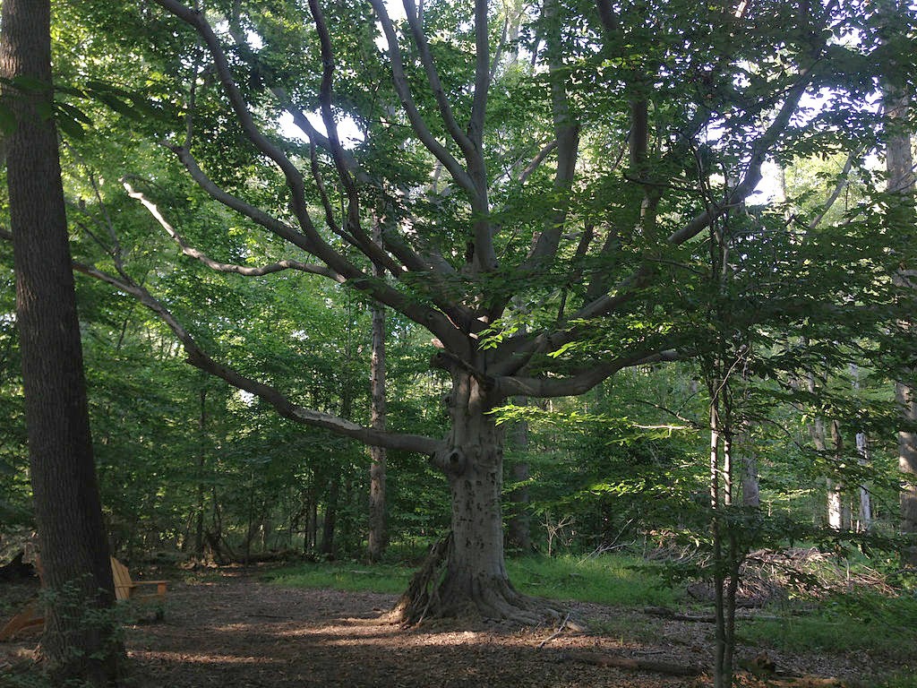 Hobbit Tree